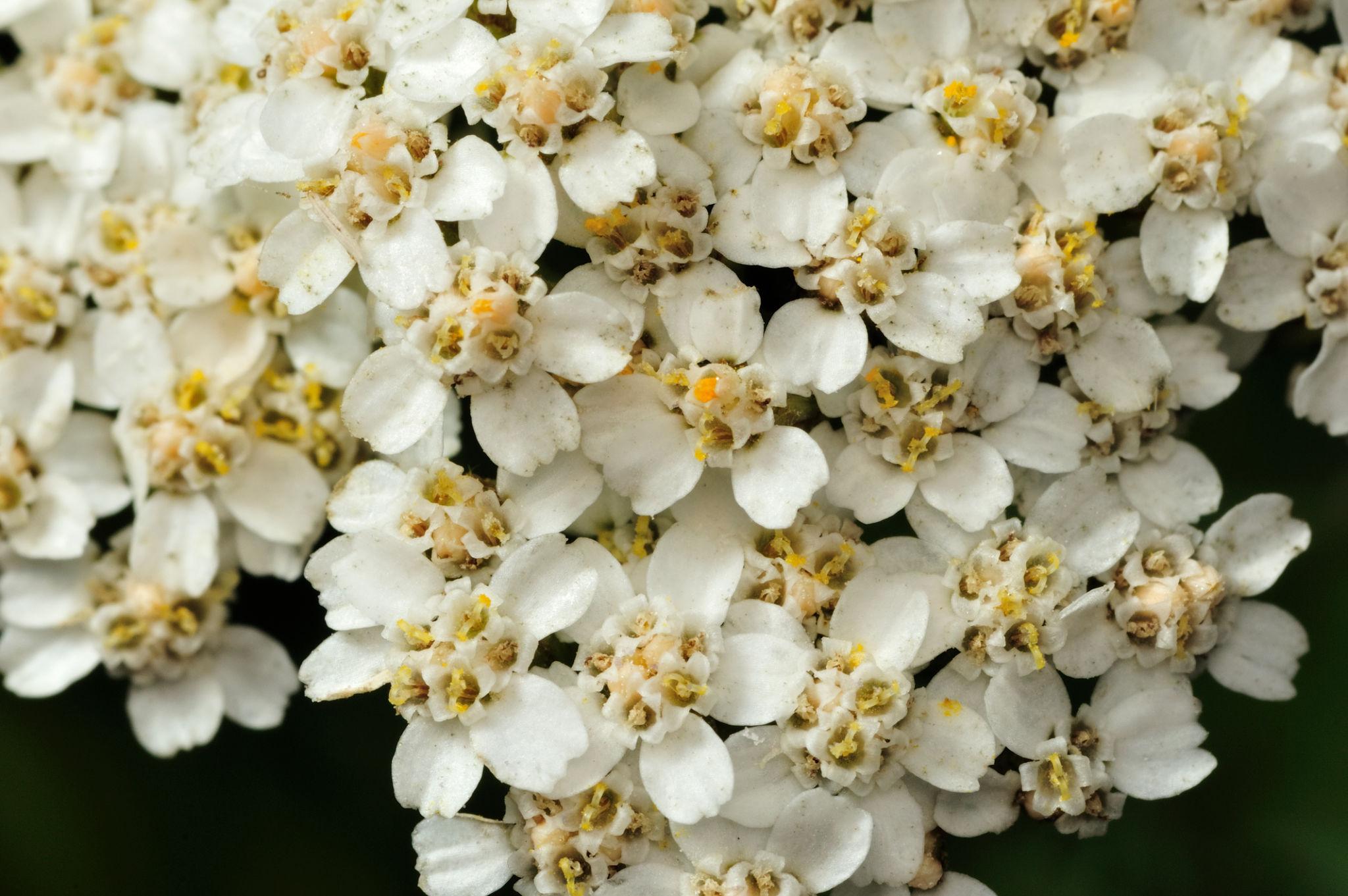 Schafgarbe (Achillea millefolium)